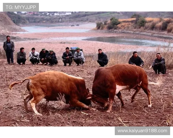 多平台真人斗牛网址大全集丰富游戏玩法多样满足不同玩家的真人斗牛网址推荐